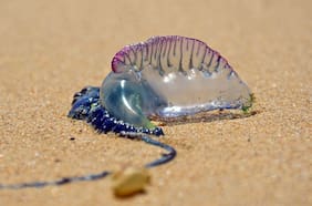 Fragata portuguesa en las costas chilenas: La prevención sigue siendo la mejor herramienta