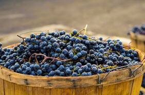 Fiesta de la Vendimia Cachapoal debuta con degustación ilimitada de vinos