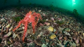 Mercado de centolla: interrogantes sobre un nuevo paradigma