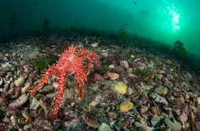 Mercado de centolla: interrogantes sobre un nuevo paradigma