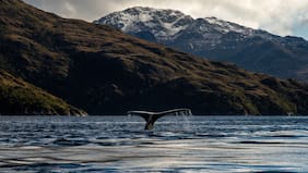 Segunda vuelta: las visiones ambientales que podrían marcar el rumbo del próximo gobierno