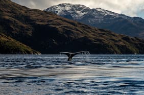 Segunda vuelta: las visiones ambientales que podrían marcar el rumbo del próximo gobierno