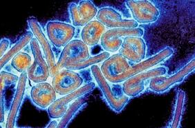 Fact Checking: ¿Ómicron BA.5 es más infeccioso que el sarampión y el más contagioso que se conozca? ¿El nuevo brote del virus de Marburgo comenzó en 2021?