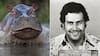 El plan del gobierno de Colombia para sacrificar a los hipopótamos de Pablo Escobar