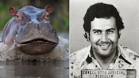 El plan del gobierno de Colombia para sacrificar a los hipopótamos de Pablo Escobar