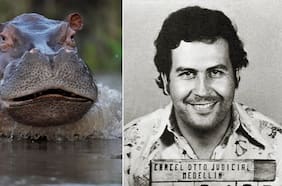 El plan del gobierno de Colombia para sacrificar a los hipopótamos de Pablo Escobar