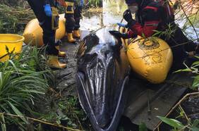 Sacrifican a cría de ballena Minke después de quedar atrapada en el río Támesis para evitarle más sufrimiento