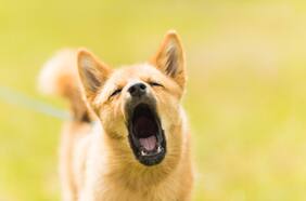 6 significados de los ladridos de tu perro