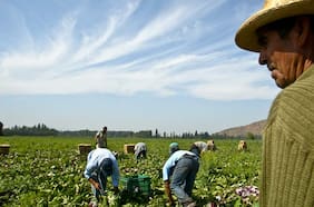 Migración en sector agrícola