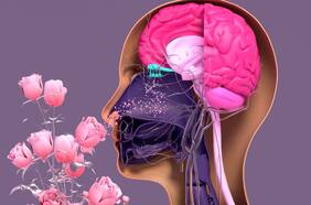 Cómo la Inteligencia Artificial está descifrando la desconocida biología del olfato