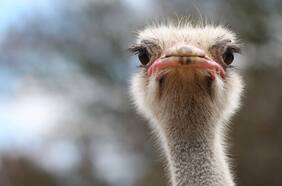 Populismos, avestruces y las redes sociales