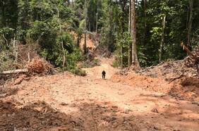 Deforestación en la Amazonía brasileña se reduce en primeros seis meses de gobierno de Lula