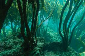 “Tomarnos en serio el desarrollo sustentable”