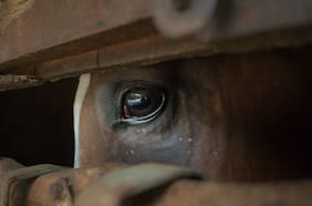 “Creían que era la rebelión contra el patrón y nada que ver”: la verdadera historia tras El corralero