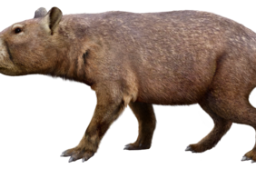 Tenía el tamaño de un cerdo: descifran mamífero que habitó Chile hace 11 millones de años
