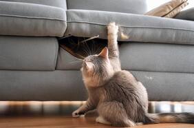 La mejor técnica para que tu gato no rasque el sillón