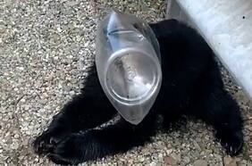 Mujer salvó a un pequeño oso atascado en una botella de plástico al borde de una carretera en Estados Unidos