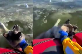 ¡Increíble!: Rescatistas salvan a un perro que cayó en un lago congelado en EE.UU.