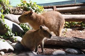 Buin Zoo realizará el primer “Capibara Fest” en honor al roedor más viral
