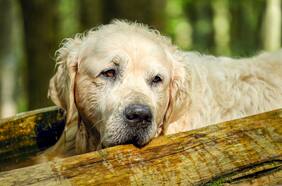 ¿A qué edad un perro se vuelve viejo?