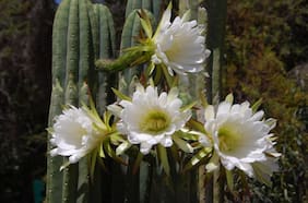 Dura solo un día: el emocionante florecimiento de un cactus San Pedro