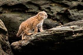 Estudio muestra que gatos y perros domésticos influyen negativamente en guiñas, gatos colocolo y zorros culpeo en Reserva La Campana-Peñuelas