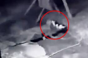 El inédito registro donde un puma se llevó a un gato doméstico en la comuna de Los Lagos