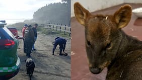 Carabineros rescata a pudú atacado por jauría de perros en Maullín