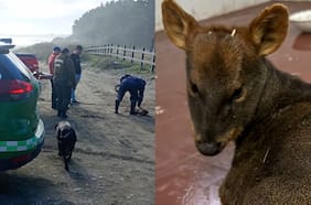 Carabineros rescata a pudú atacado por jauría de perros en Maullín