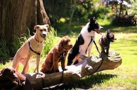 Estudio revela que los perros todavía tienen genoma de lobo en su ADN: qué razas son las más “lobunas”