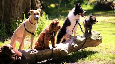 Estudio revela que los perros todavía tienen genoma de lobo en su ADN: qué razas son las más “lobunas”