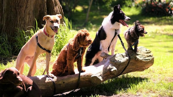 Estudio revela que los perros todavía tienen genoma de lobo en su ADN: qué razas son las más “lobunas”