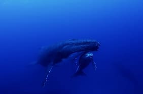 Animación muestra a una ballena azul esquivando barcos para intentar alimentarse en el sur de Chile