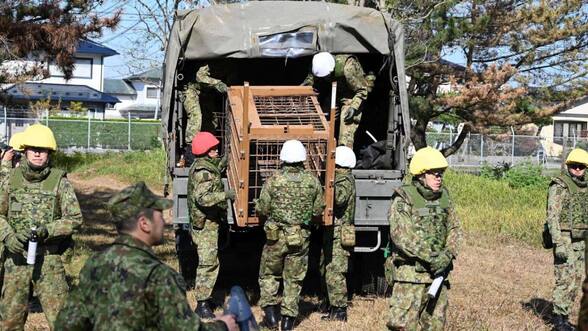 Japón despliega tropas del Ejército para combatir creciente ola de ataques mortales de osos