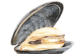 Choritos, orgullo patrio