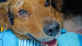 Municipio de Temuco se querella por brutal caso de maltrato animal: perro fue encontrado con extremidades mutiladas