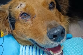 Municipio de Temuco se querella por caso de maltrato animal: perro fue encontrado con extremidades mutiladas