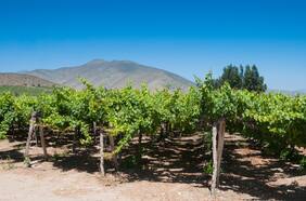Este lunes se reunirá el Consejo Asesor del Pisco para abordar los últimos desafíos internacionales