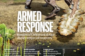 “Respuesta armada”: hallazgo de dinosaurio acorazado en Chile se convierte en la portada de Nature, la revista científica más importante del mundo
