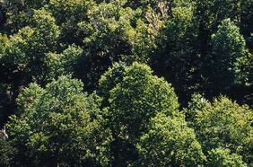 BIOFOREST: La apuesta de ARAUCO por la ciencia e innovación de cara a la crisis climática