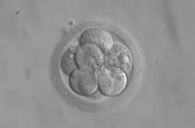 A 39 años del primer nacimiento en Chile: cómo ha evolucionado la fecundación in vitro