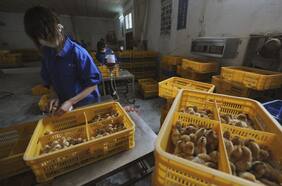 “Necesitamos estar preocupados”: Por primera vez, un humano es contagiado con gripe aviar H3N8 que ataca a caballos y perros