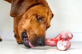 Por qué no deberías darle huesos a tu perro