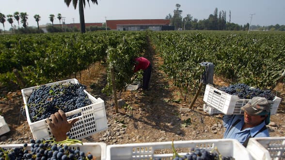 Zoom al empleo agrícola: casi la mitad es informal y el ingreso promedio en el sector es de $630 mil