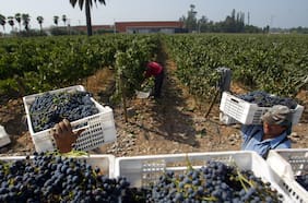 Cómo vive y cuánto gana un temporero migrante: Luces y sombras del boom frutícola