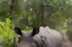 El escalofriante momento que vivió un grupo de turistas al ser perseguidos por un rinoceronte