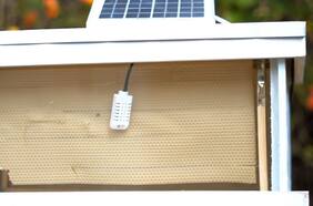 Estas colmenas inteligentes permiten una mayor protección y cuidado de las abejas