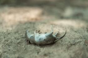 Su letalidad llega al 40%: ¿por qué se teme que casos de hantavirus puedan aumentar este verano?