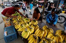 Cómo es el hongo que afecta a los plátanos y podría agravar la crisis de hambre en Venezuela