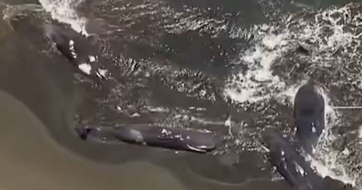 Ballenas varadas en Japón: una advertencia olvidada antes del tsunami